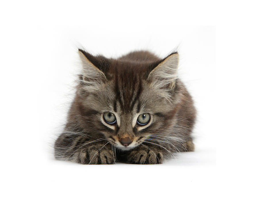 10 Weeks In Cat Years | ppgbbe.intranet.biologia.ufrj.br