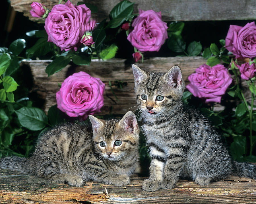 Tabby Kittens With Flowers Digital Art by Robert Maier