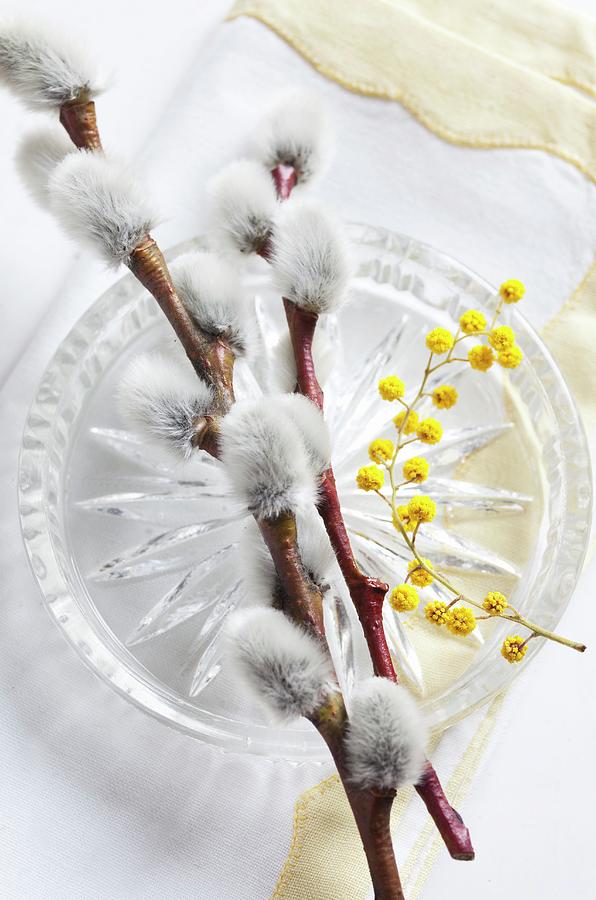 Table Decoration Of Willow Catkins And Mimosa Flowers On Glass Plate Photograph by Pia Simon