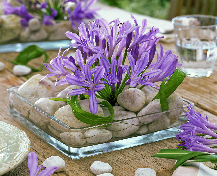 Table Decoration With African Ornamental Lily Photograph by Friedrich Strauss
