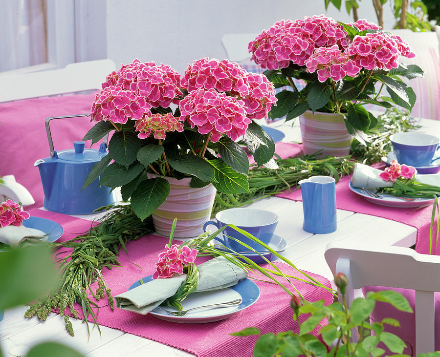 Table Decoration With Hydrangea tivoli, Braid Made Of Grasses Photograph by Friedrich Strauss