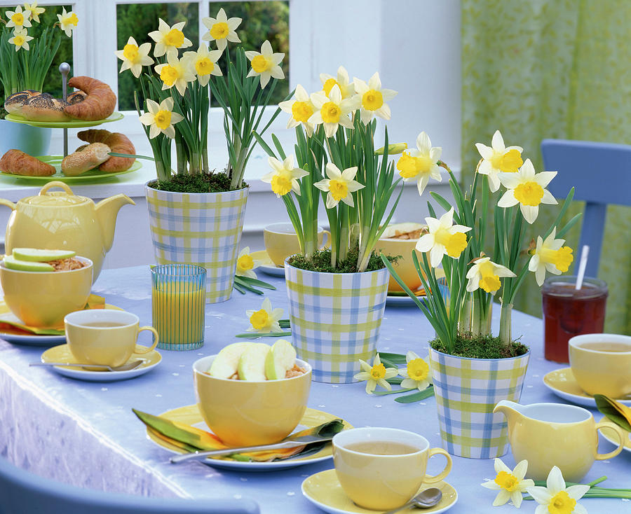 Table Decoration With Narcissus In Checkered Planters Photograph by Friedrich Strauss