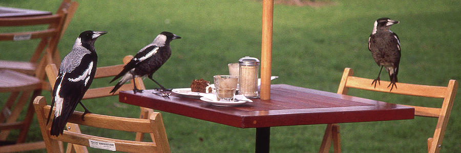 Magpies Photograph - Table for Three by Jerry Griffin