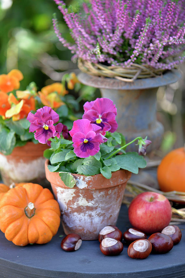 Table In Garden Decorated For Autumn With Violas, Horse Chestnuts, Pumpkins And Apples Photograph by Daniela Behr