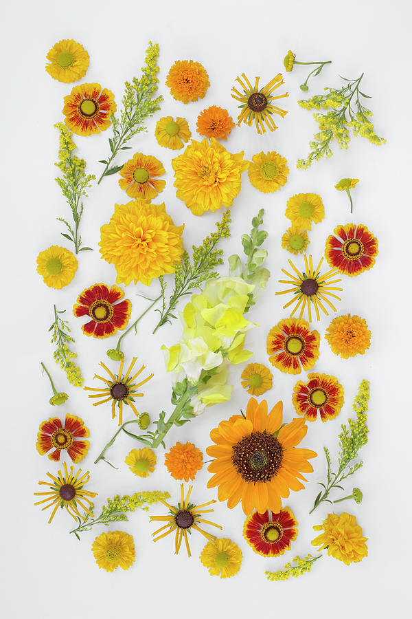 Tableau Of Yellow, Orange And Red Flowers Photograph by Sabine Zimdahl