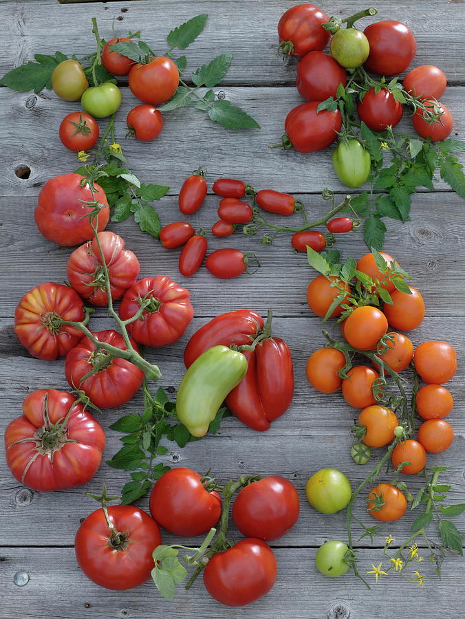 Tableau With Different Types Of Tomatoes Photograph by Friedrich Strauss