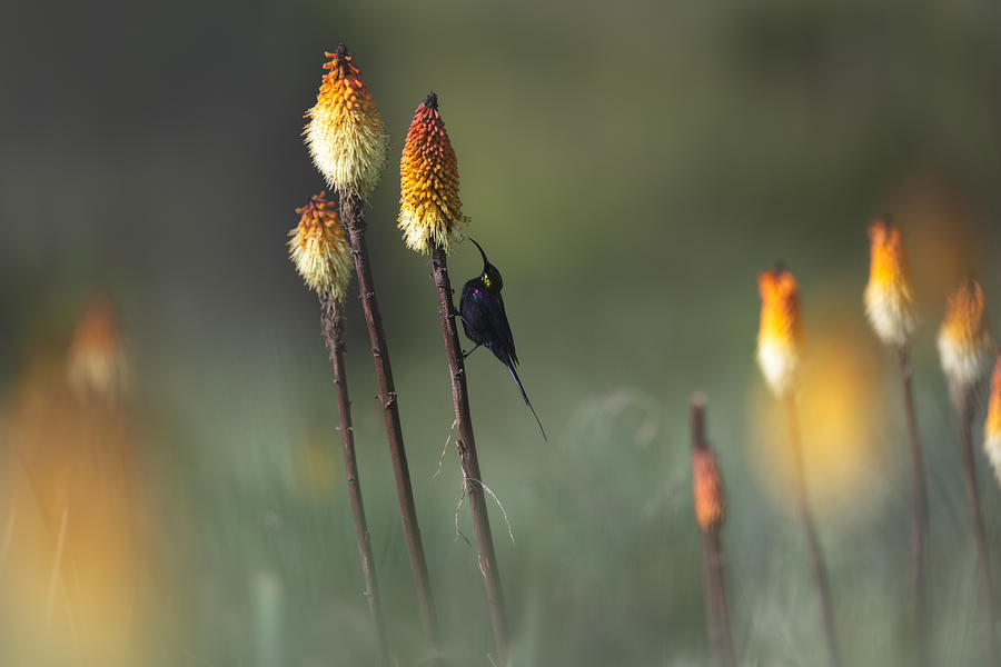 Bird Photograph - Tacazze Sunbird by Roberto Marchegiani
