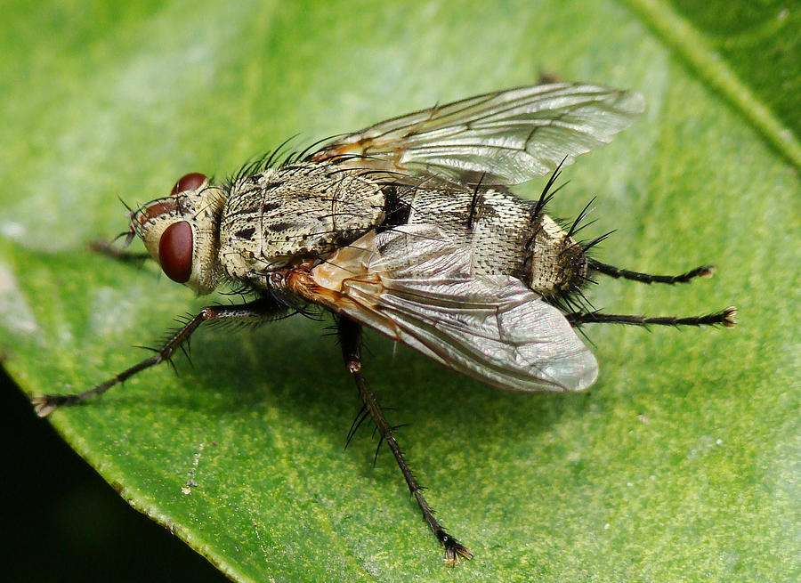 Tachinid Fly Microphthalma Europaea Photograph by Valter Jacinto