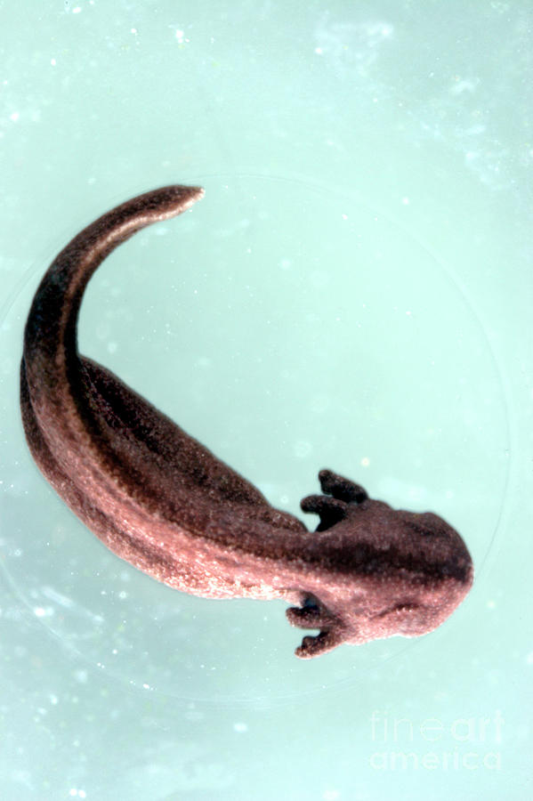 Tadpole Just Before Hatching Photograph by Dr Keith Wheeler/science Photo Library