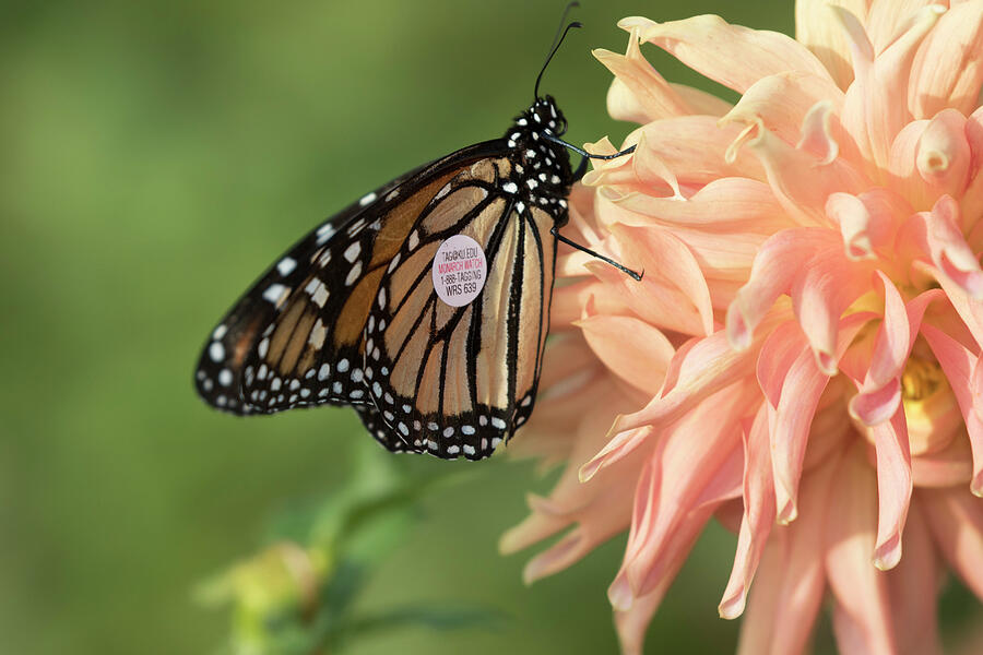 Wildlife Photograph - Tagged Monarch Butterfly On Dahlia Flower, October. by Lynn M Stone / Naturepl.com