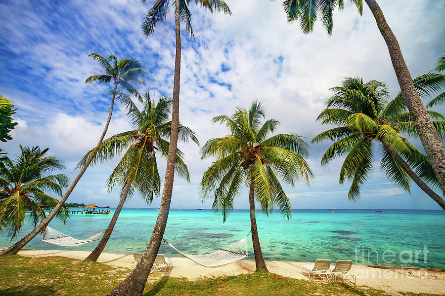 Tahitian Tropical Paradise Photograph by Diane Macdonald