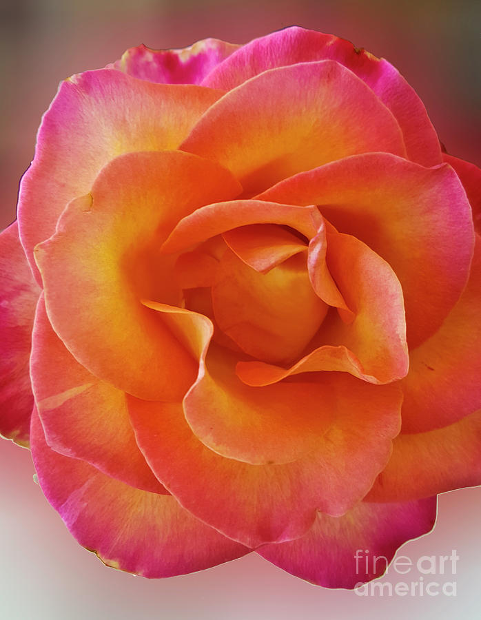 Rose Photograph - Tahitian Sunset Bloom by Julieanne Case