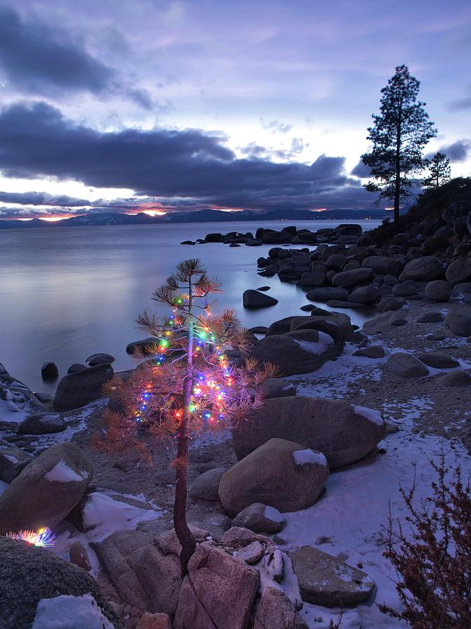 Tahoe Christmas Tree Photograph by Martin Gollery