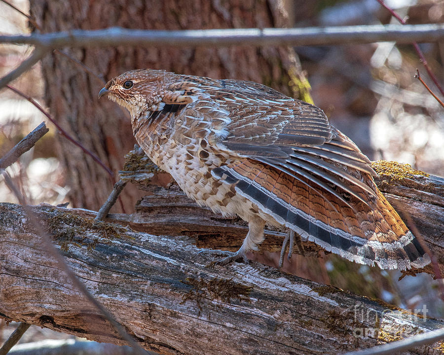 Tail Feather Stretch Ruffed Grouse Photograph by Timothy Flanigan ...