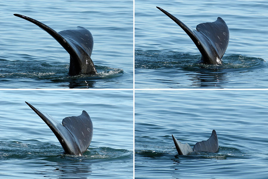 Tail Fin Of Whale In Water, Montage Photograph by Sami Sarkis