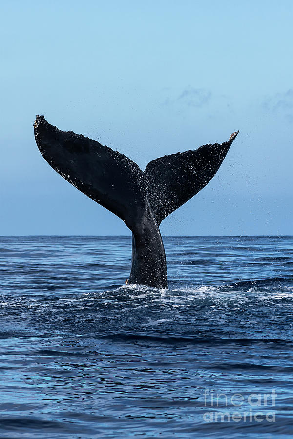 Tail Of A Humpback Whale Megaptera Photograph by Scott Mead / Design Pics