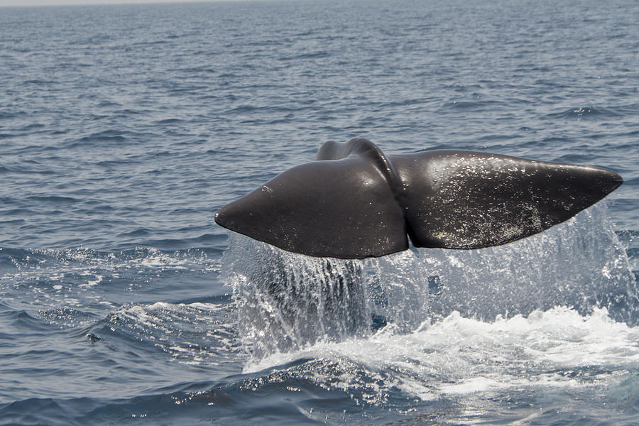 Tail Of A Whale Photograph by Lingbeek