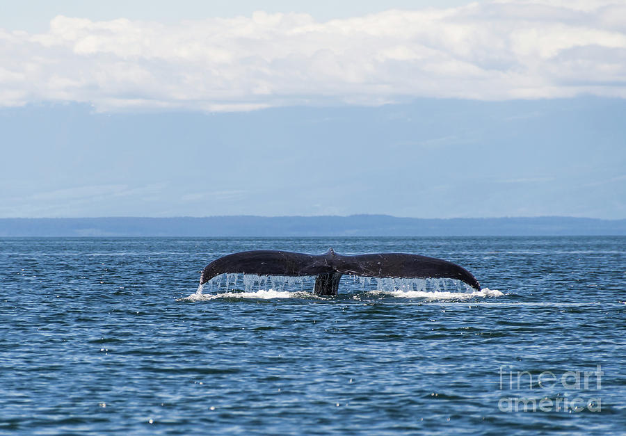 Tail of a Whale  Photograph by Louise Magno