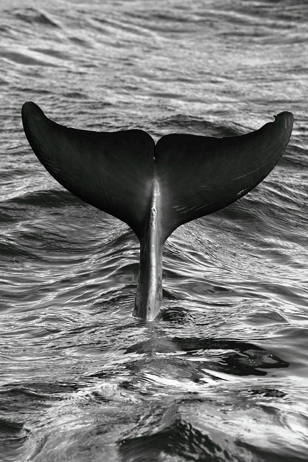 Tail Of Diving Dolphin Above Water Photograph by Rich Lewis