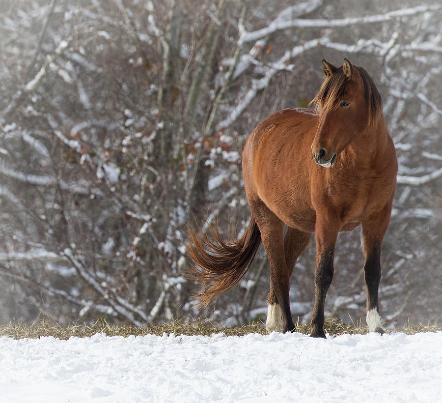 Tail Swish and Snow Photograph by Art Cole