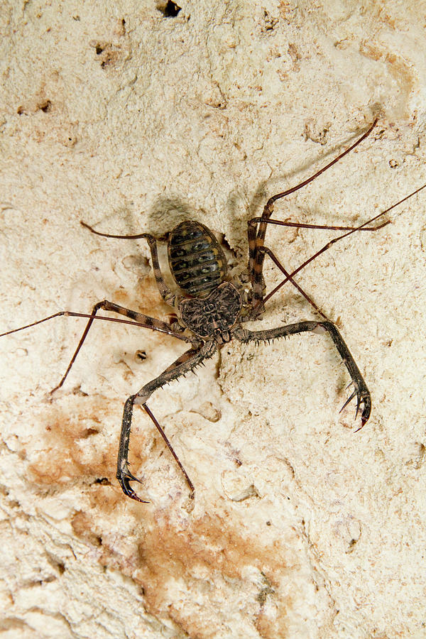 Tailless Whip Scorpion Photograph by Ivan Kuzmin