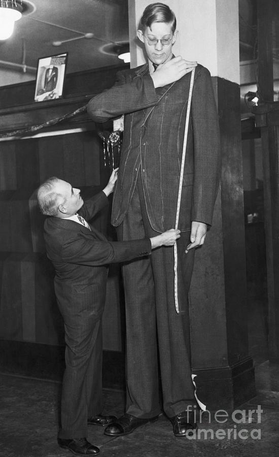 Tailor With Tallest Man, Robert Wadlow Photograph by Bettmann