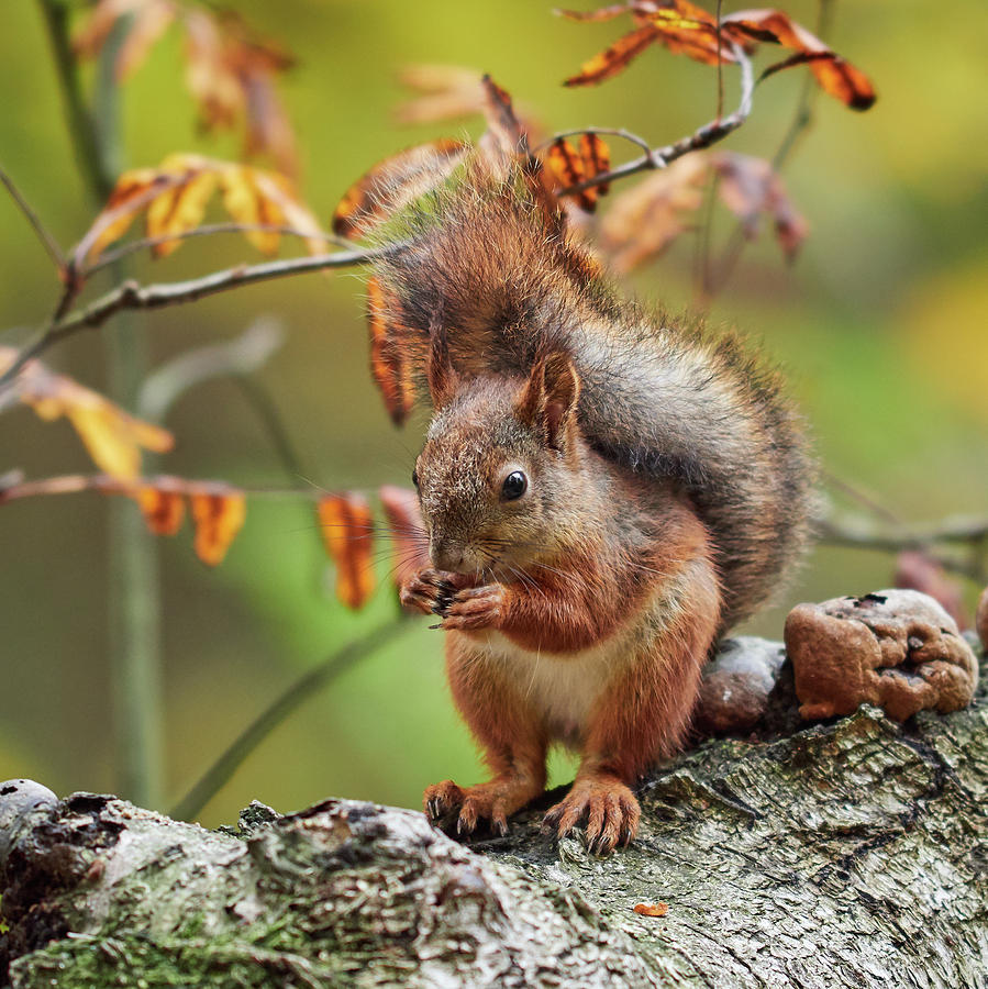 Tails up. Eurasian red squirrel Photograph by Jouko Lehto
