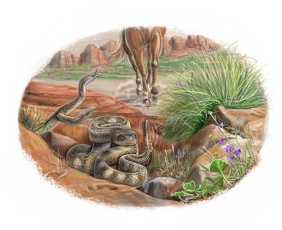 desert rattlesnake drawing