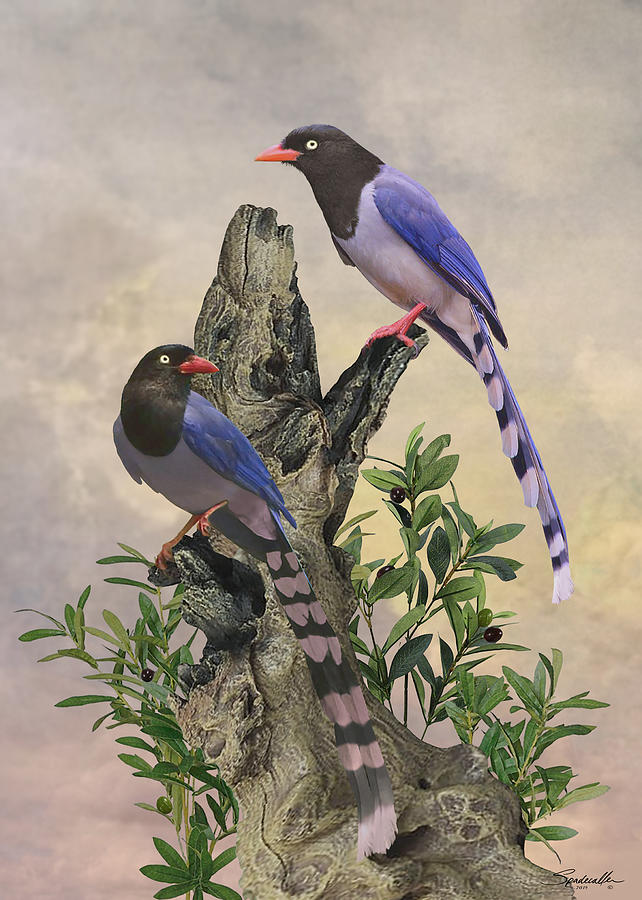 Taiwan Blue Magpies Digital Art by M Spadecaller