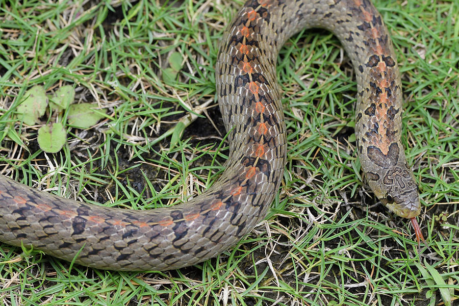 Wildlife Photograph - Taiwan Kukri Snake Endemic Species, Taitung by Staffan Widstrand / Wild Wonders Of China / Naturepl.com