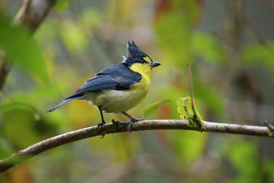 Taiwan Yellow Tit, Lu Shan, Taiwan Endemic Species Photograph by ...