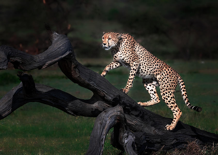 Cheetah Photograph - Take Look From The Top by Annie Poreider