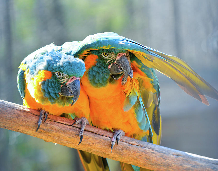 Take Me Under Your Wing by Dave Hilbert Take Me Under Your Wing by Dave Hilbert