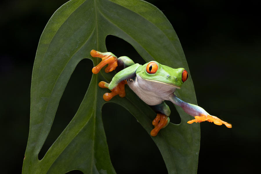 Frog Photograph - Take My Hand by Lisdiyanto Suhardjo