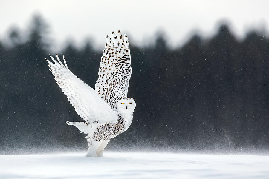 Owl Photograph - Take Off by Alessandro Catta
