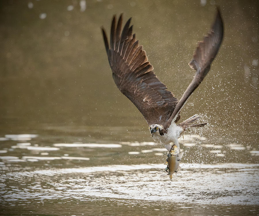 Osprey Photograph - Take Off by Eugene Zhu