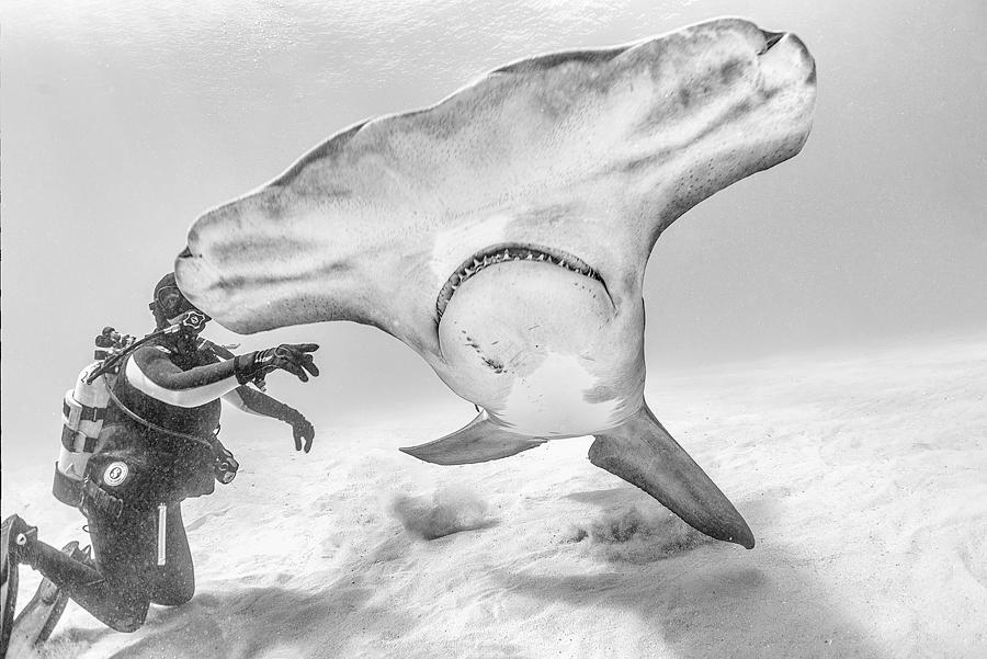 Hammerhead Shark Photograph - Take Off by Jennifer Lu