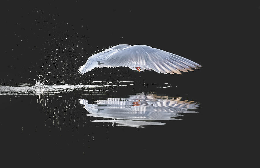 Tern Photograph - Take Off by Larry Deng