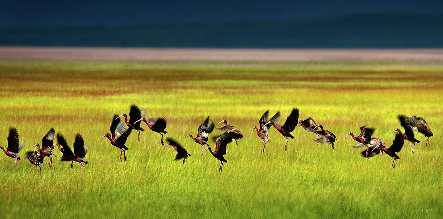 Bird Photograph - Take Off by Leland D Howard