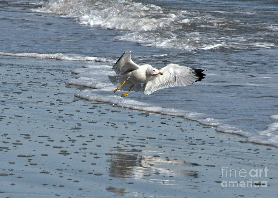 Take Off On The Beach Photograph by Lydia Holly