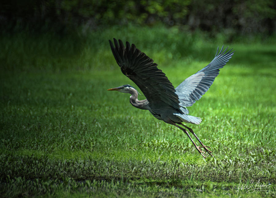 Great Blue Heron Photograph - Take Off by Phil S Addis