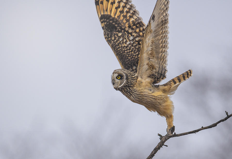 Owl Photograph - Take-off by Tiger Seo
