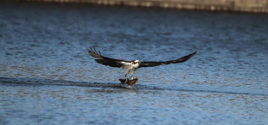 What A Catch-Osprey by Karen Silvestri What A Catch-Osprey by Karen Silvestri