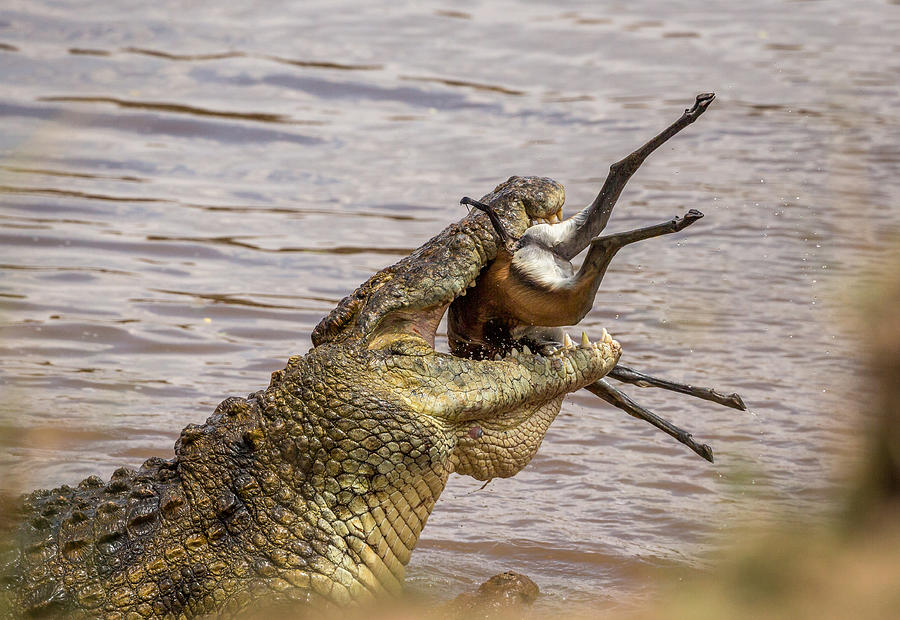 Crocodile Photograph - Takedown by Jaco Marx