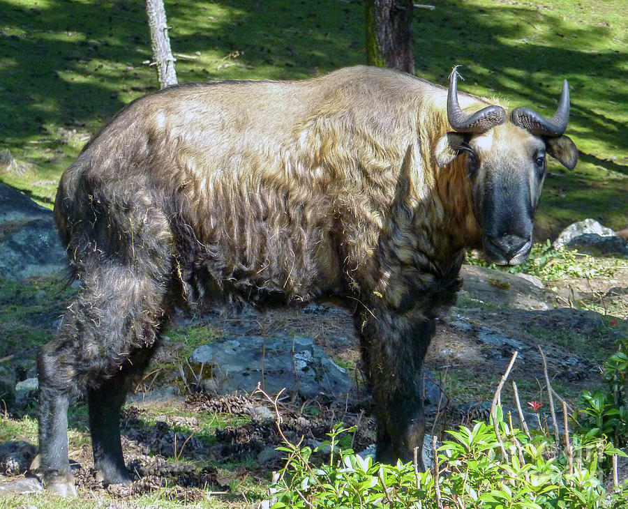 Takin, National Animal Of Bhutan Photograph By Ulysse Pixel