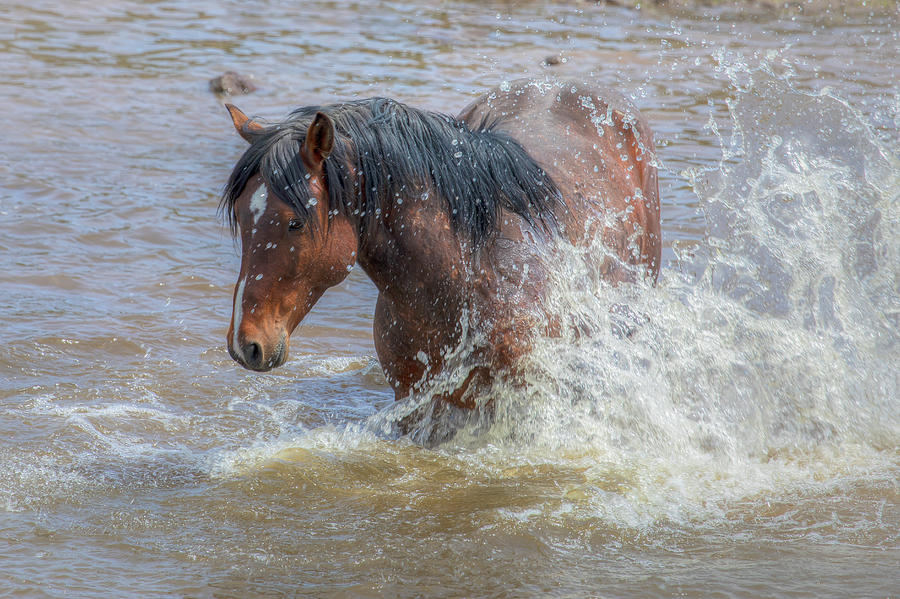 Taking a Bath - South Steens Mustangs 0983 Photograph by Kristina Rinell