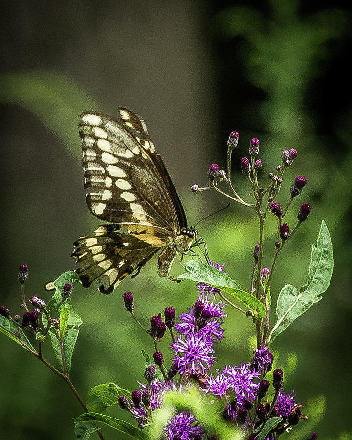 Taking a break Photograph by Greg Sommer - Fine Art America