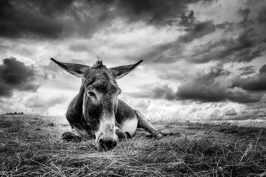 Animal Photograph - Taking A Break by Kurt Mortier