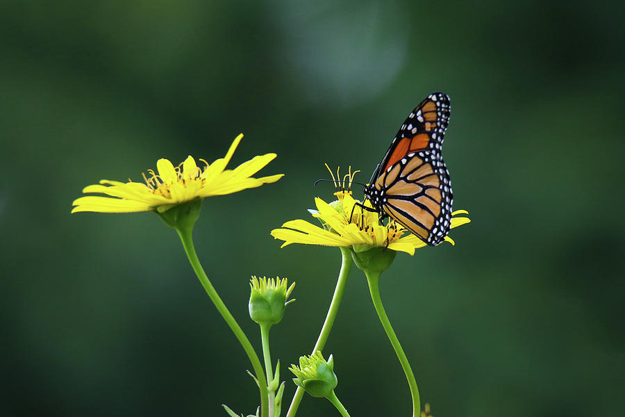 Taking a sip from Silphium Perfoliatum Photograph by Brook Burling