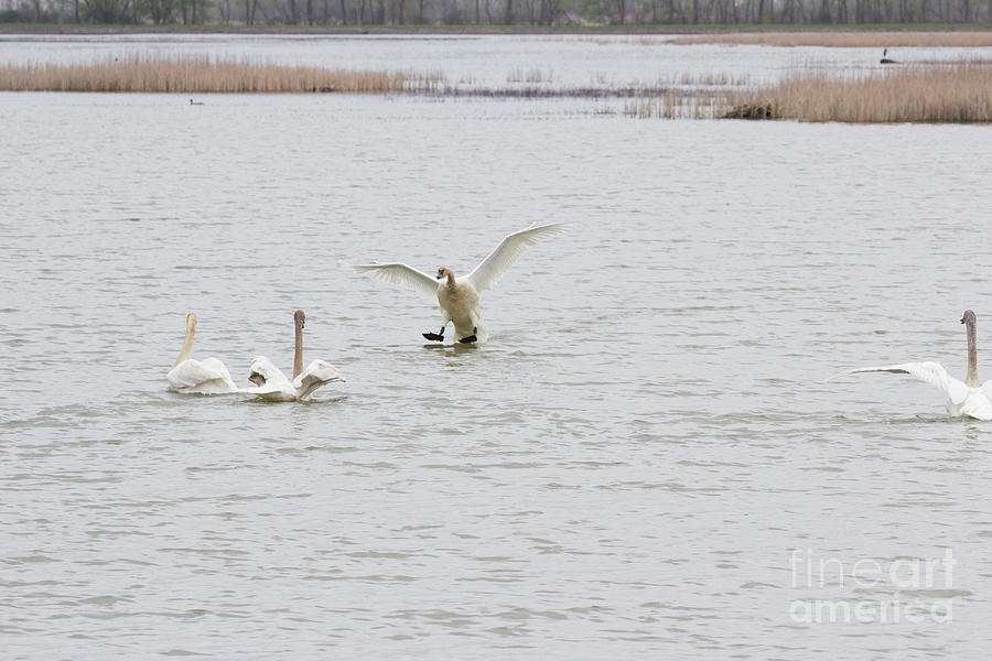 Taking Aim - Trumpeter Swan Series Photograph by Jeannette Hunt